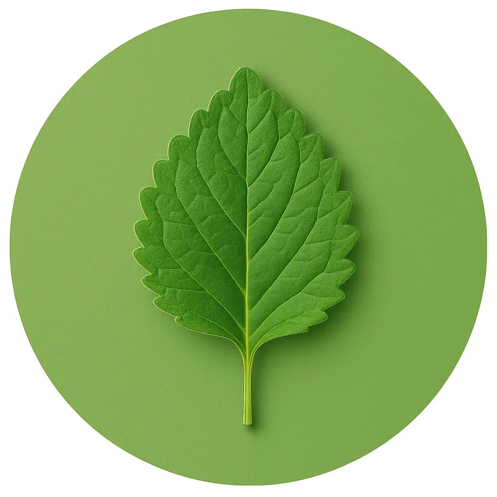 Patchouli perfumesandrea
