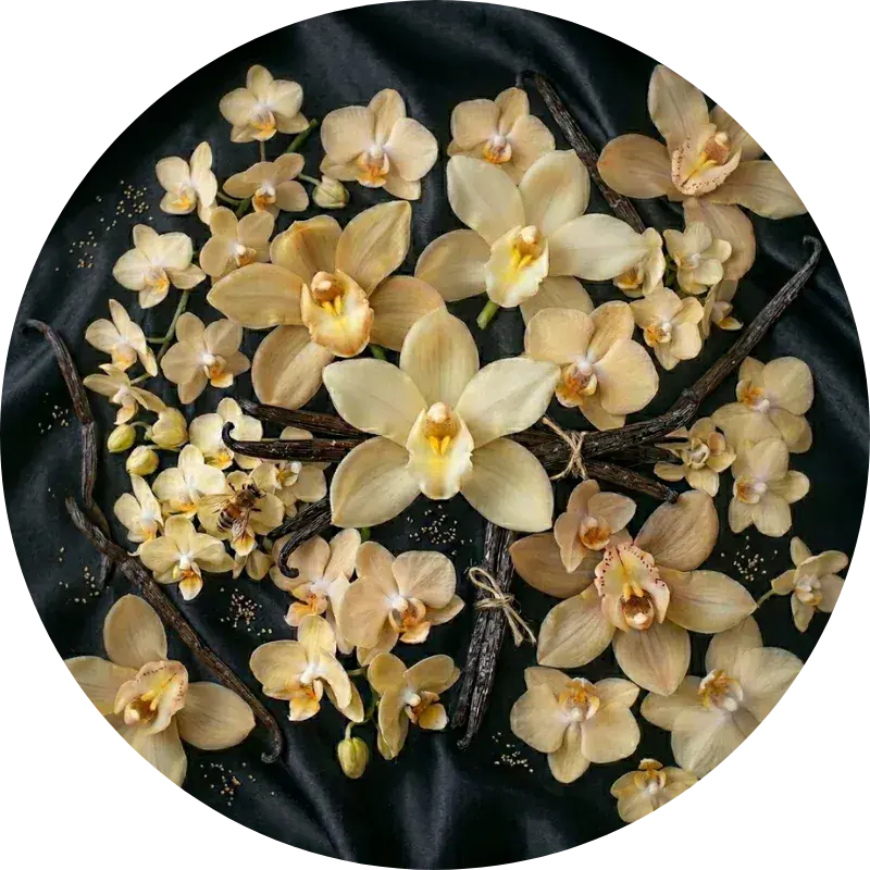 Vanilla perfumesandrea