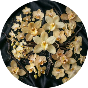 Vanilla perfumesandrea