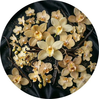 Vanilla
