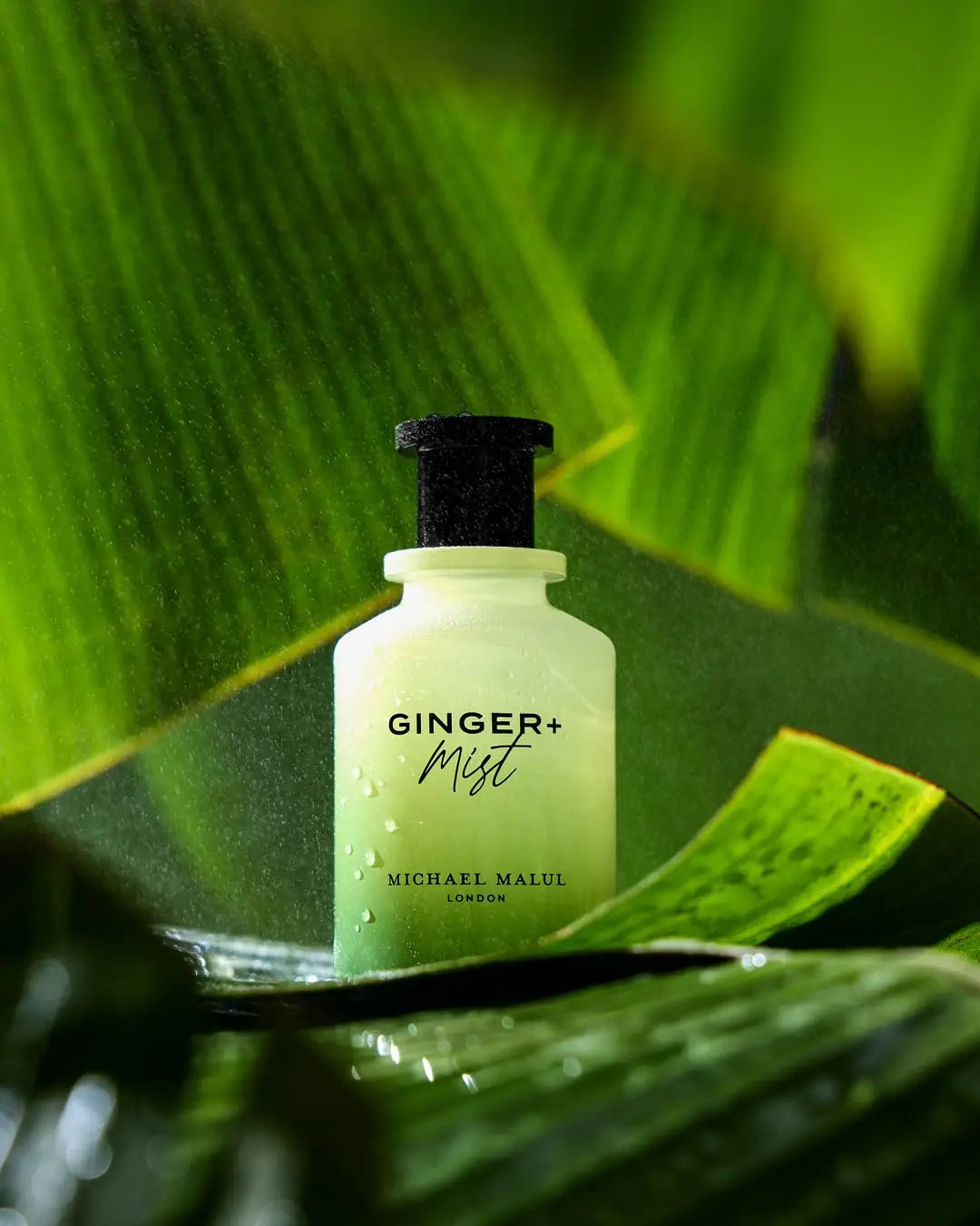 Ginger + Mist by Michael Malul fresh masculine fragrance for men